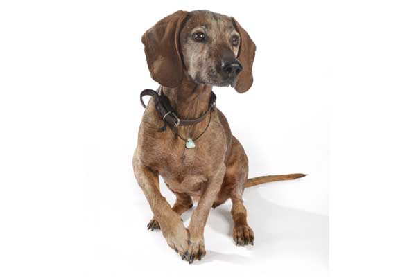 Hund mit Allotriophagie